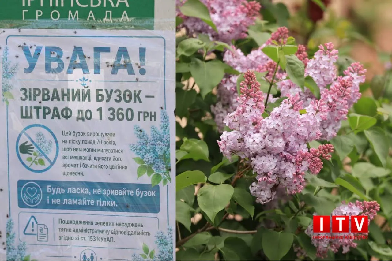 Інформаційна табличка про штраф за зривання бузку та квітучі гілки бузку