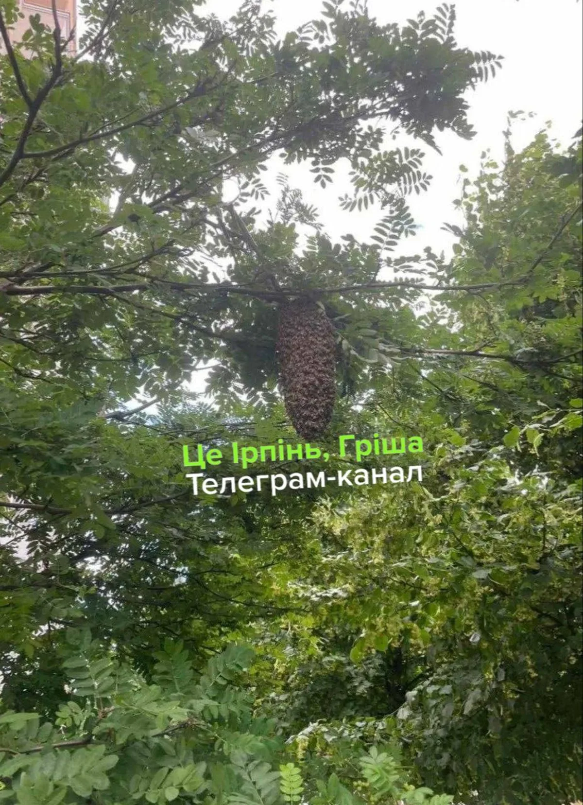 Бджолиний рій на гілці дерева серед листя