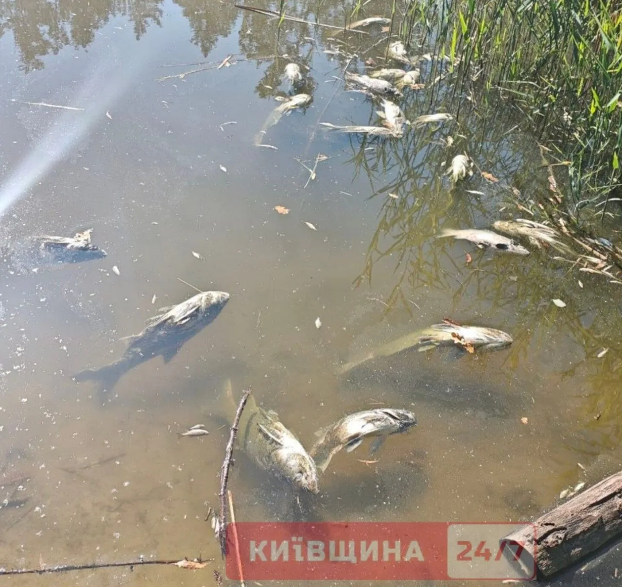 Мертва риба у забрудненій воді біля берега