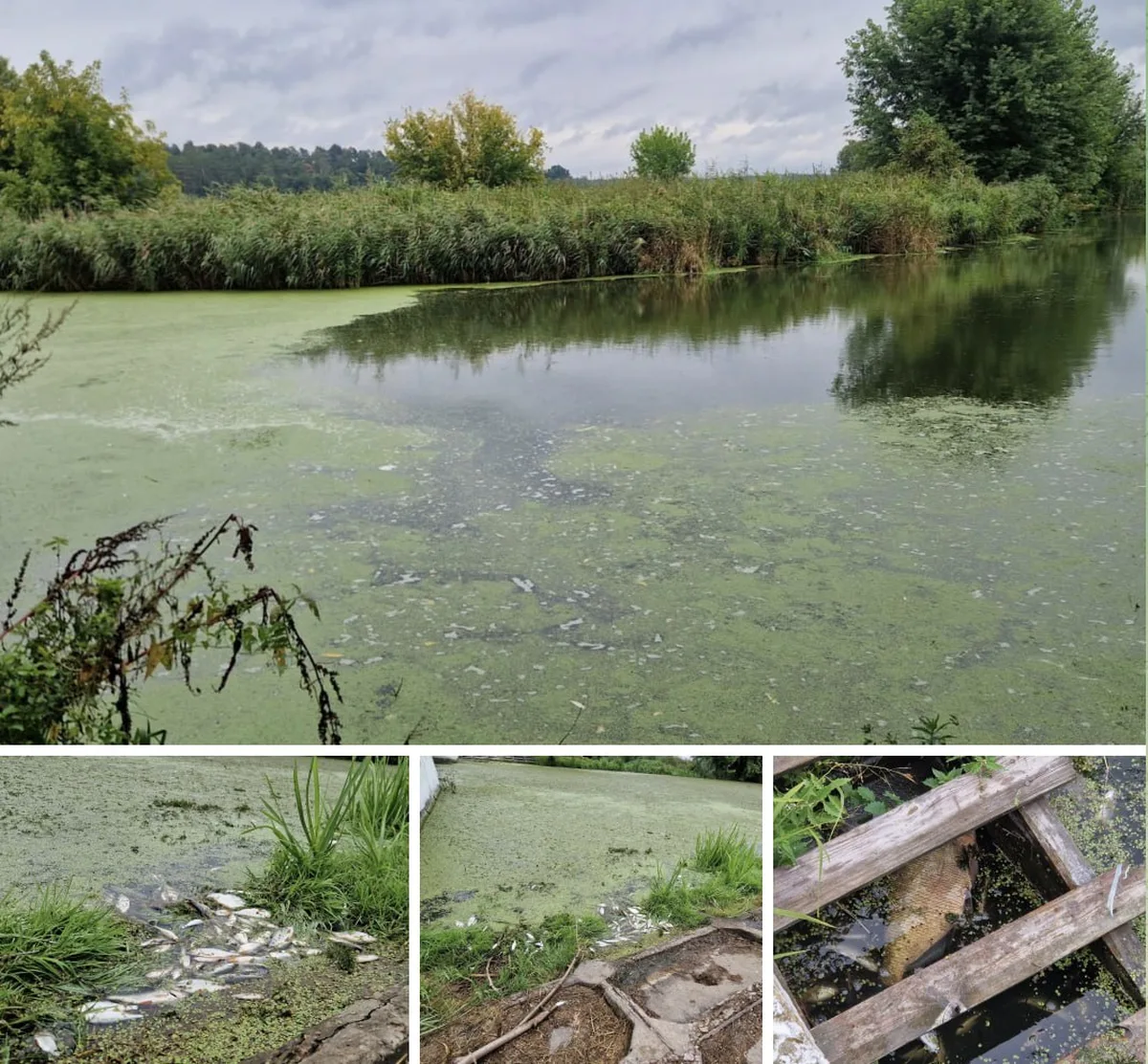 Річка Ірпінь з зеленим цвітінням води та берегами з рослинністю