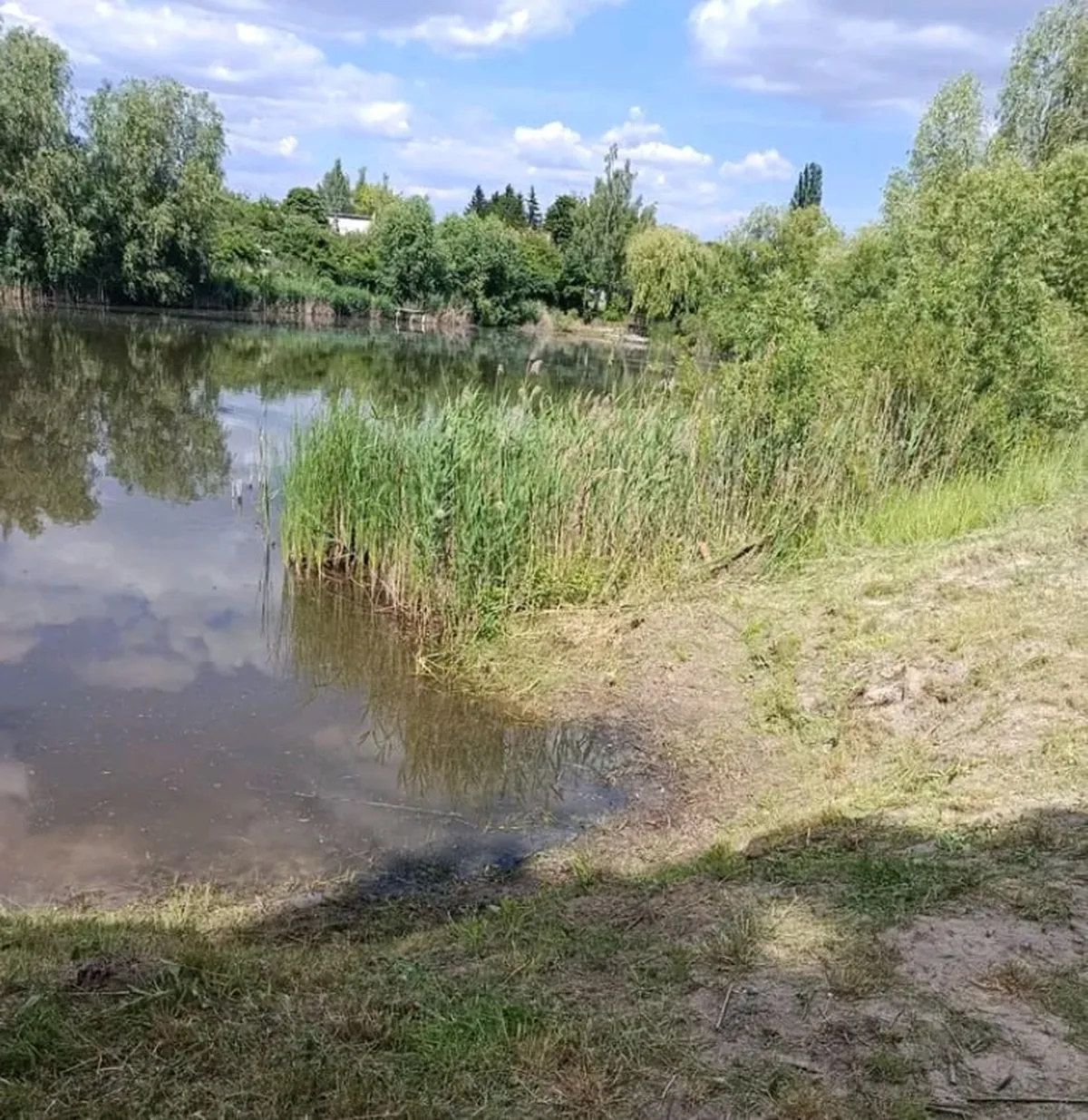 Річка з очеретяними берегами та лісом на горизонті