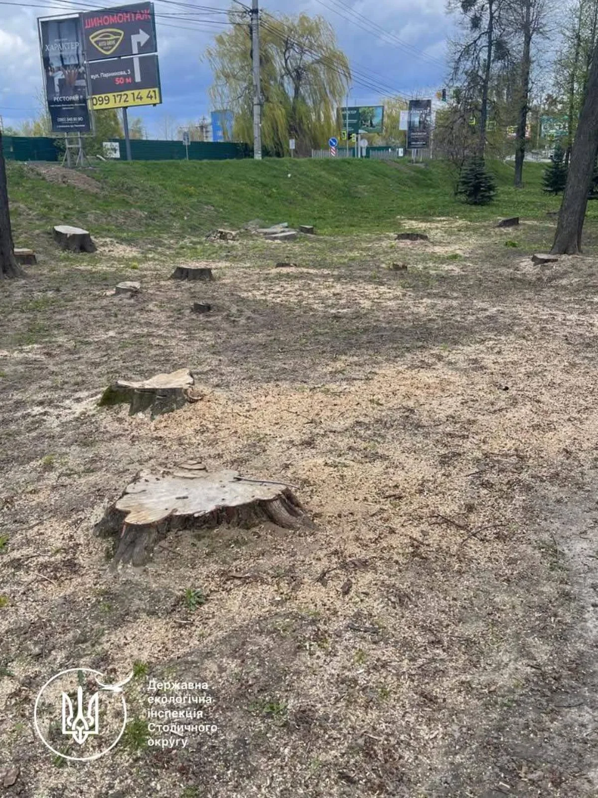Пні спилених дерев на території парку