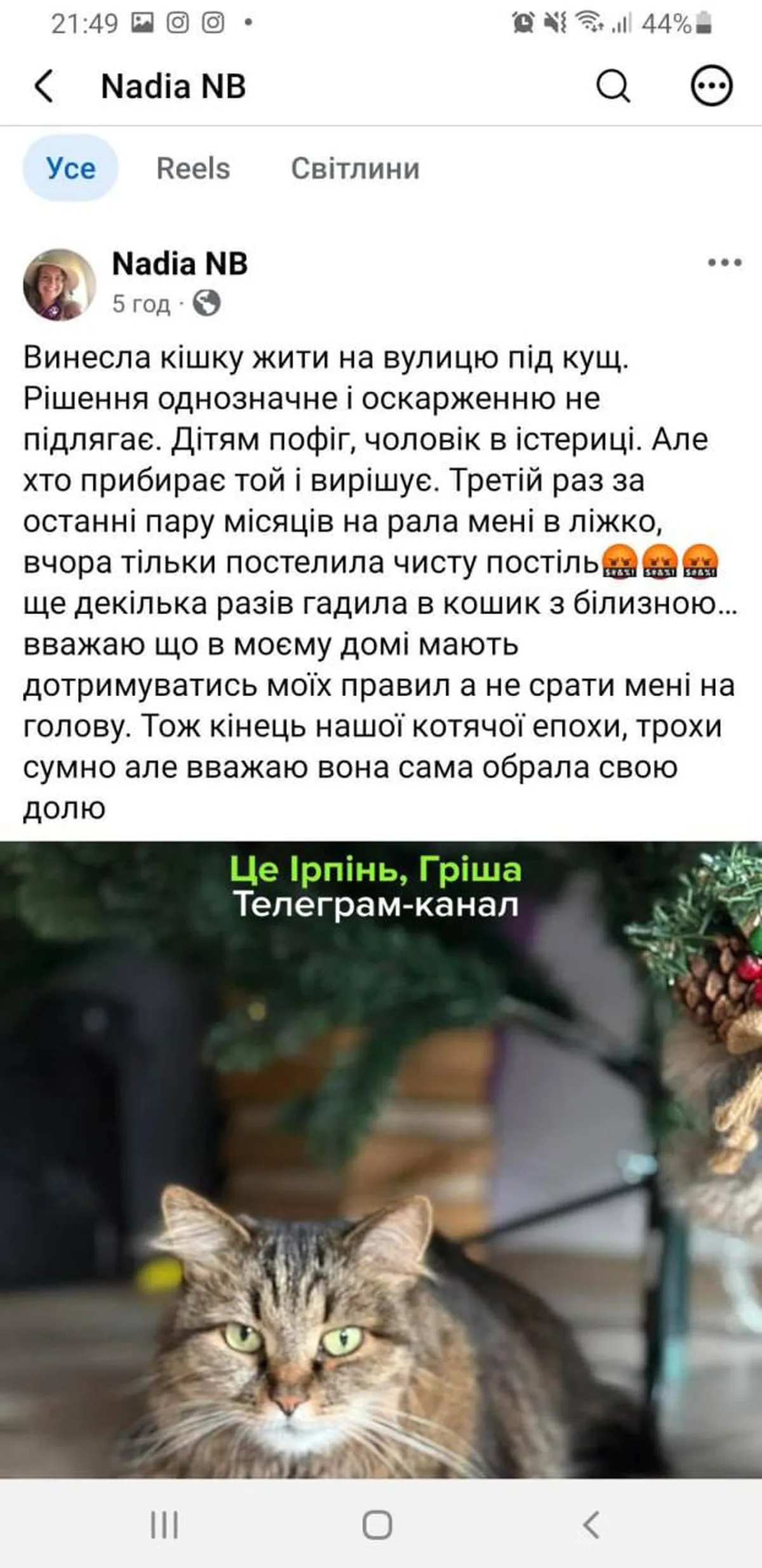Сіра смугаста кішка дивиться в камеру