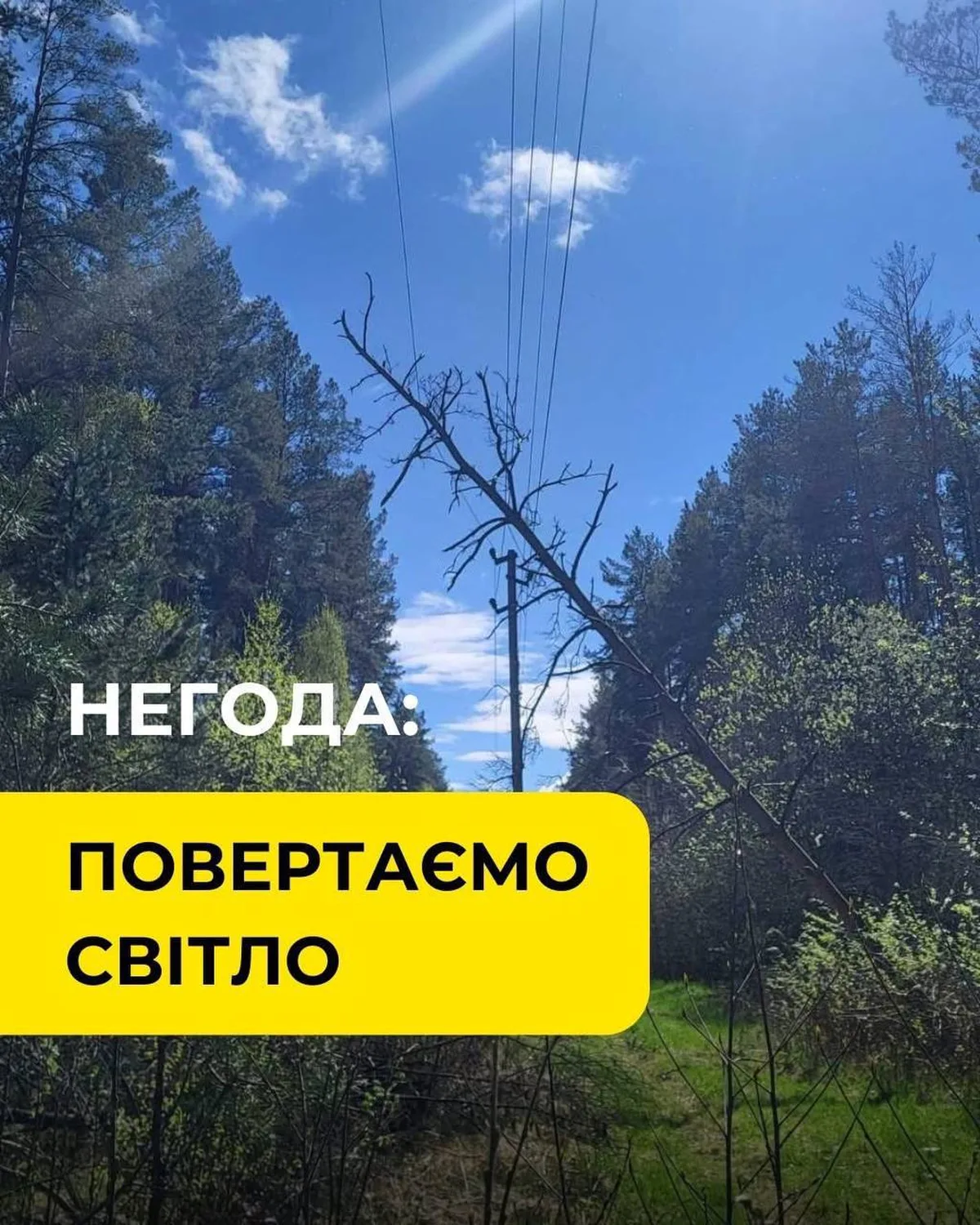 Пошкоджена електропередавальна лінія серед лісу після негоди