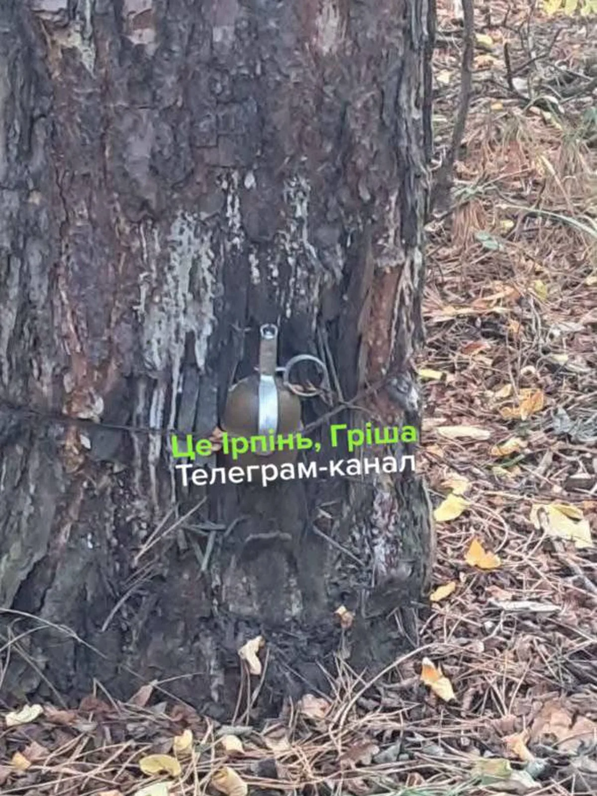 Розтяжка з гранатою на дереві в лісі