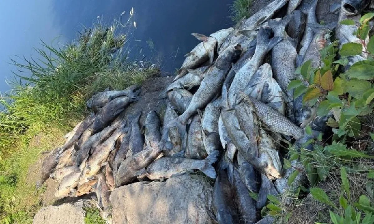 Мертва риба на березі водойми біля рослинності