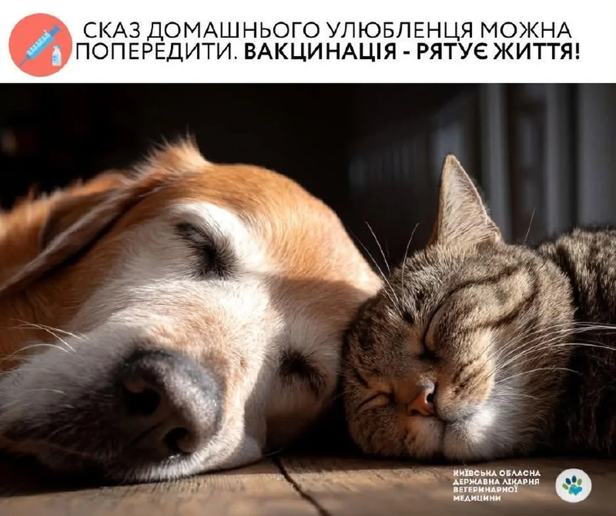Собака та кіт лежать поруч на землі