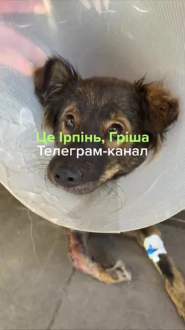 Собака в захисному комірі дивиться в камеру