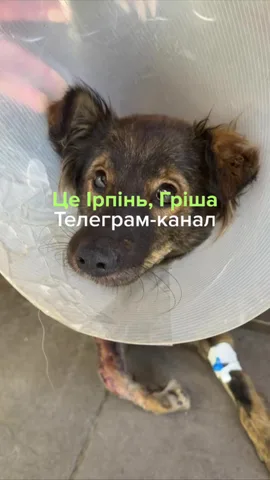 Собака в захисному комірі після рятування