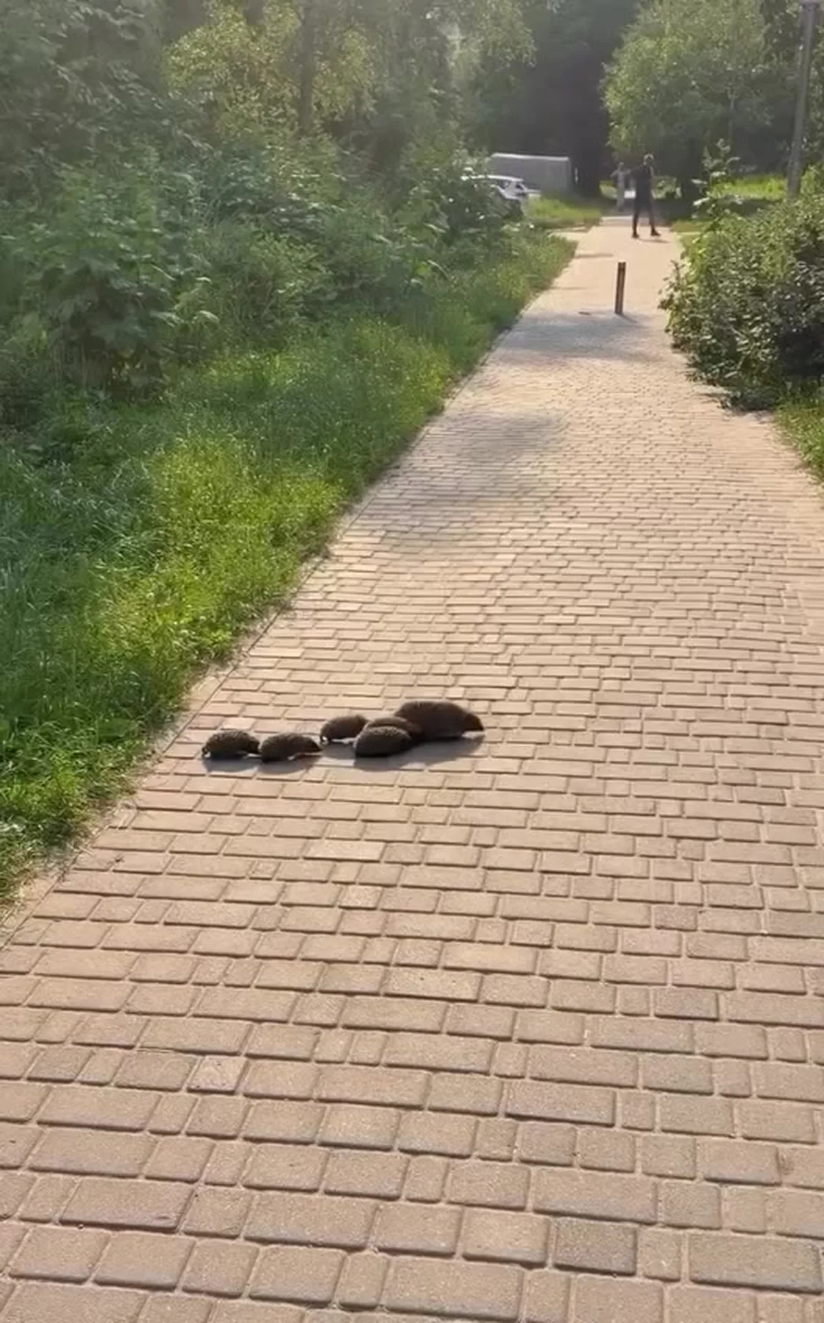 Кілька їжачків на цегляній доріжці в парку