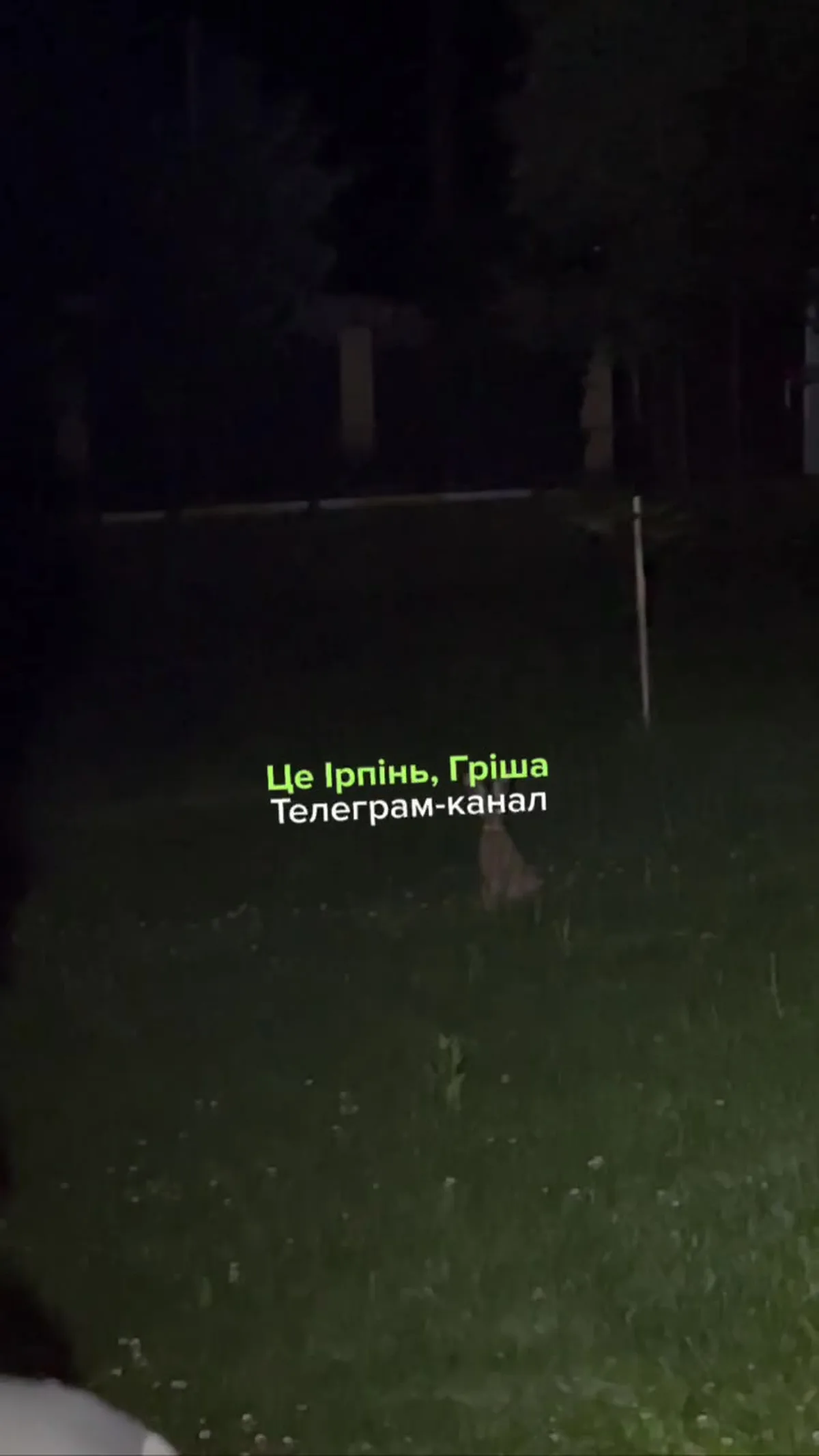 Дикий заєць у парку вночі на траві