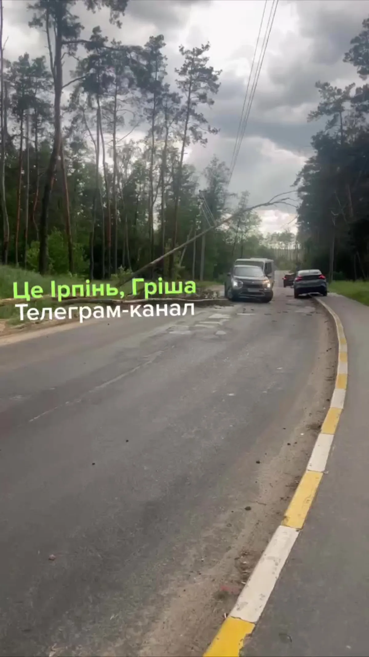 Дорога з повареними деревами та припаркованими авто