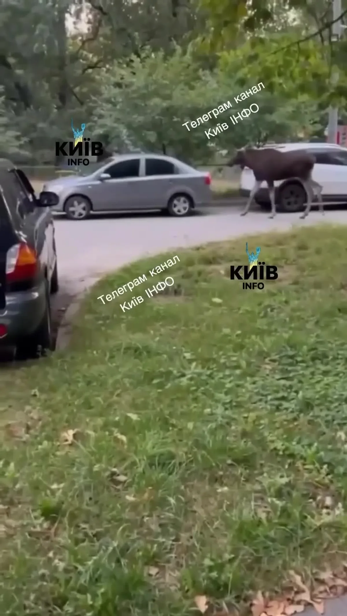 Лось на дорозі серед припаркованих автомобілів у Київі