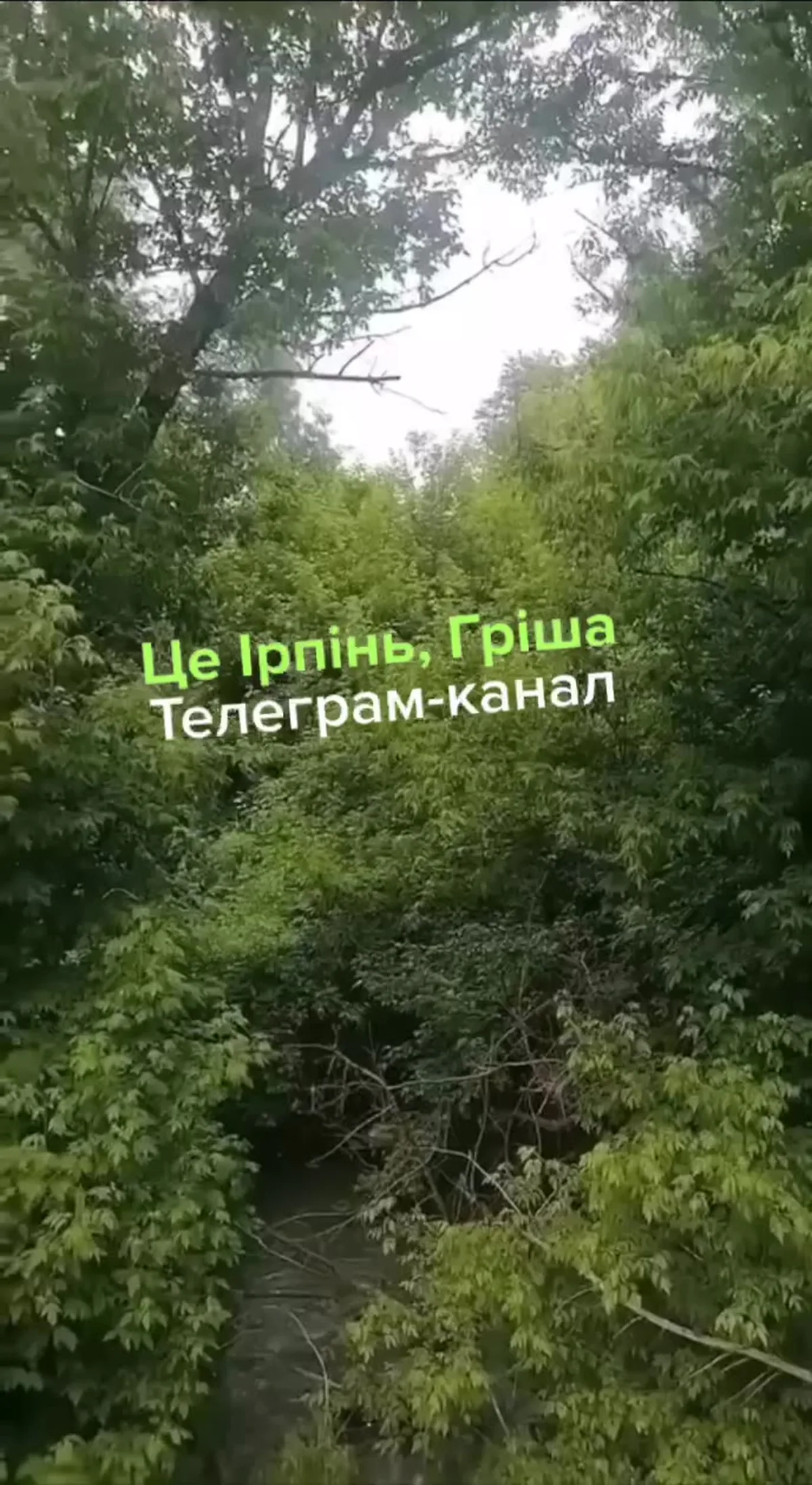 Річка Буча серед густої зелені дерев