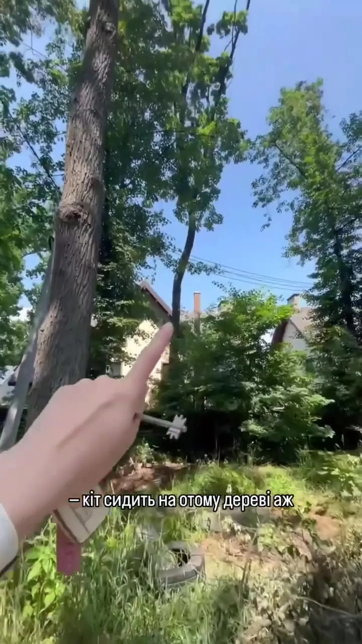 Рука людини вказує на котика на дереві
