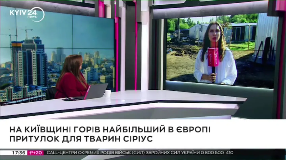 Студія телеканалу, ведуча біля вікна з видом на Київ, на екрані кореспондент у притулку для тварин