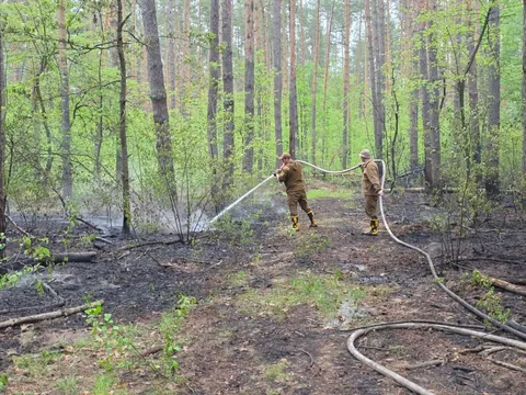Пожежники гасять лісову пожежу в лісі