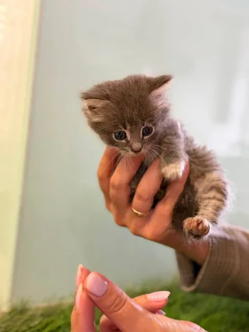 Маленький сірий кошеня в руках людини