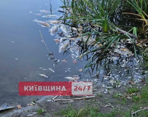 Мертва риба у воді біля берега з табличкою