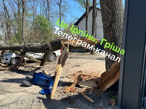 Повалений дуб на паркінгу біля припаркованих автомобілів