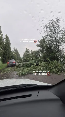 Повалене дерево на дорозі після негоди