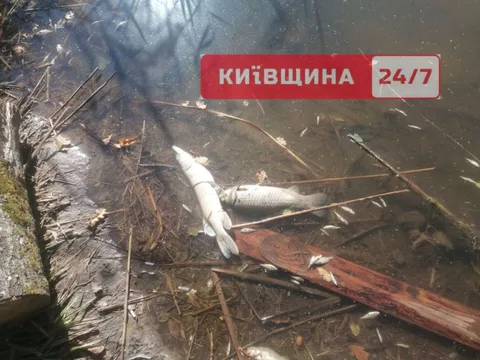 Мертва риба у воді серед гілок та водоростей