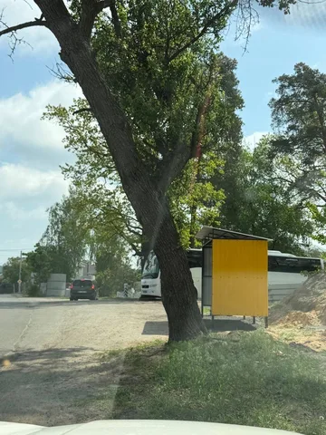 Жовта автобусна зупинка під великим деревом на дорозі