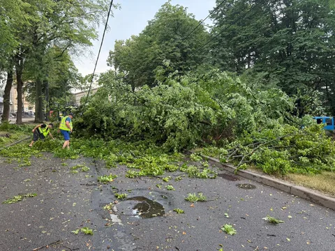 Повалене дерево на вулиці з гілками на дорозі