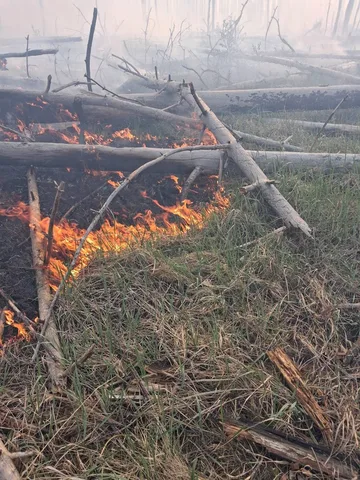Лісова пожежа з палаючою травою та повареними деревами