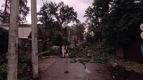 Люди прибирають повалені гілки після бурі
