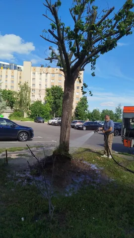 Пересаджене дерево на вулиці біля житлових будинків